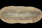Fossil Fern (Pecopteris) Pos/Neg - Mazon Creek #121180-2